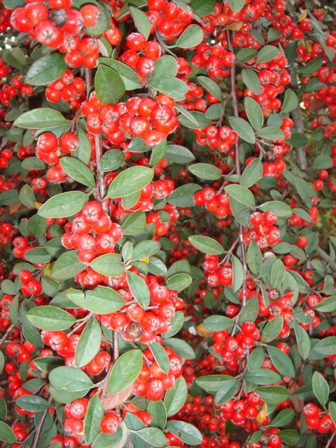 Cotoneaster pannosus fruits